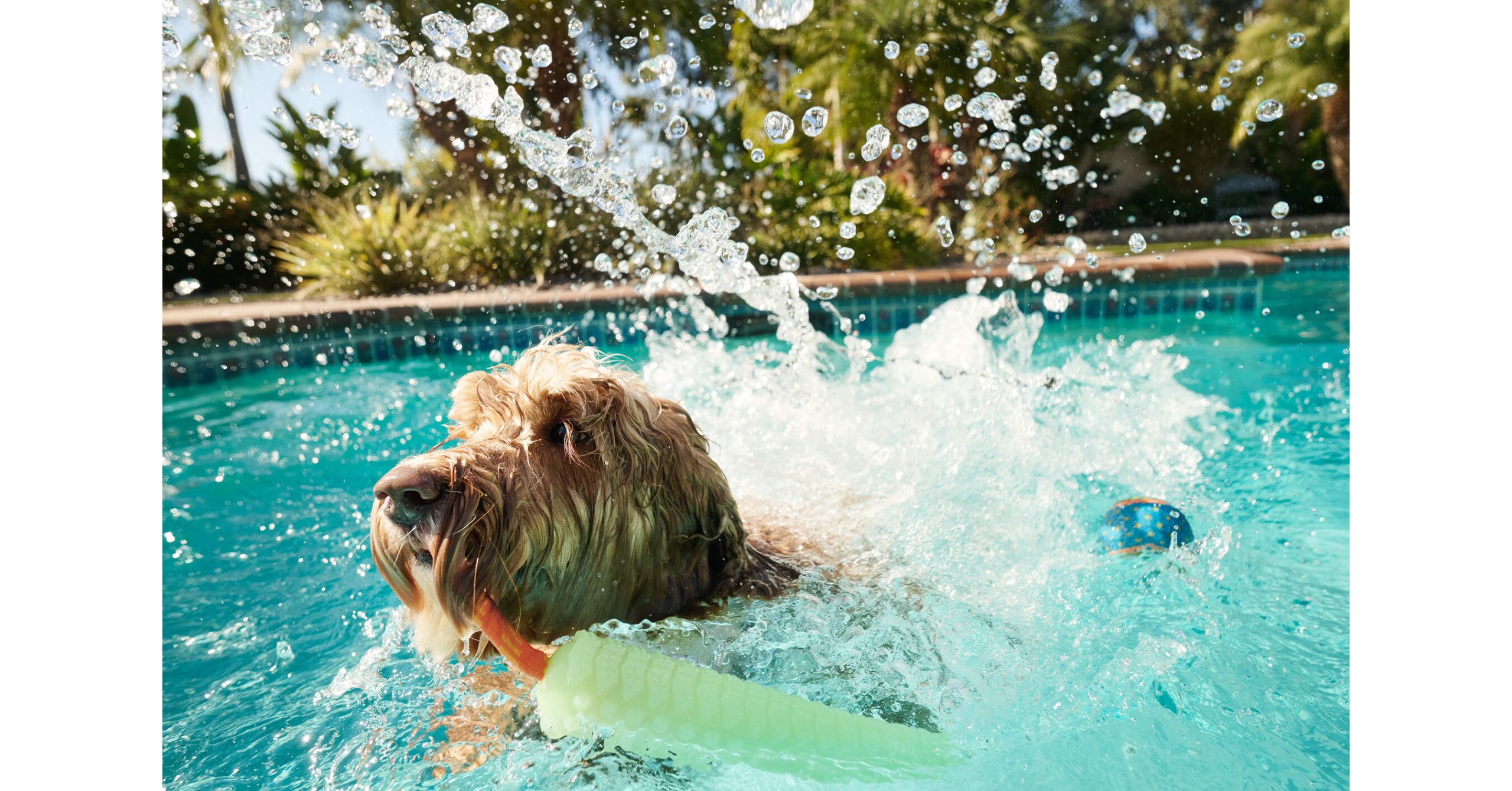 Petco's New Summer Collection Brings Exclusive, On-Trend Must-Haves for Pets